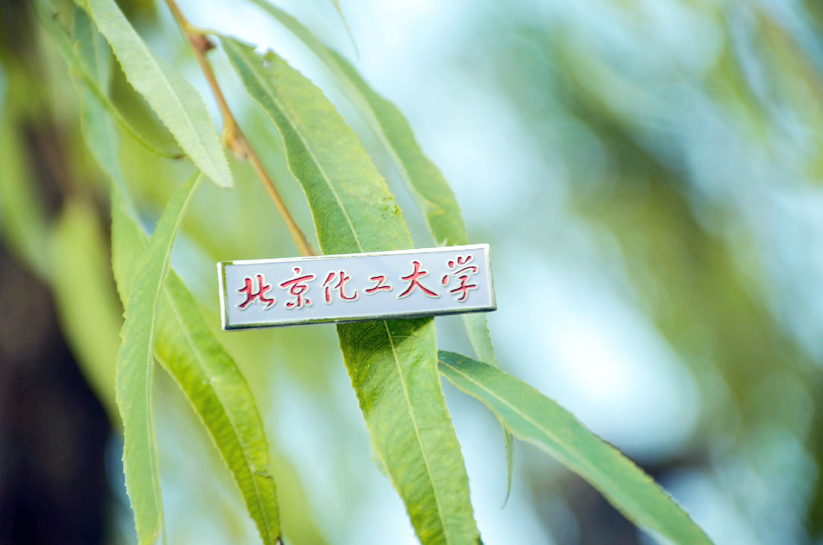 北京化工大学毕业证(北京化工大学毕业证颁发时间)